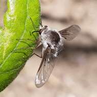 Image of Bombylius incanus Johnson 1907