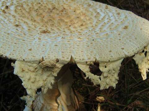 Plancia ëd Amanita daucipes (Sacc.) Lloyd 1898