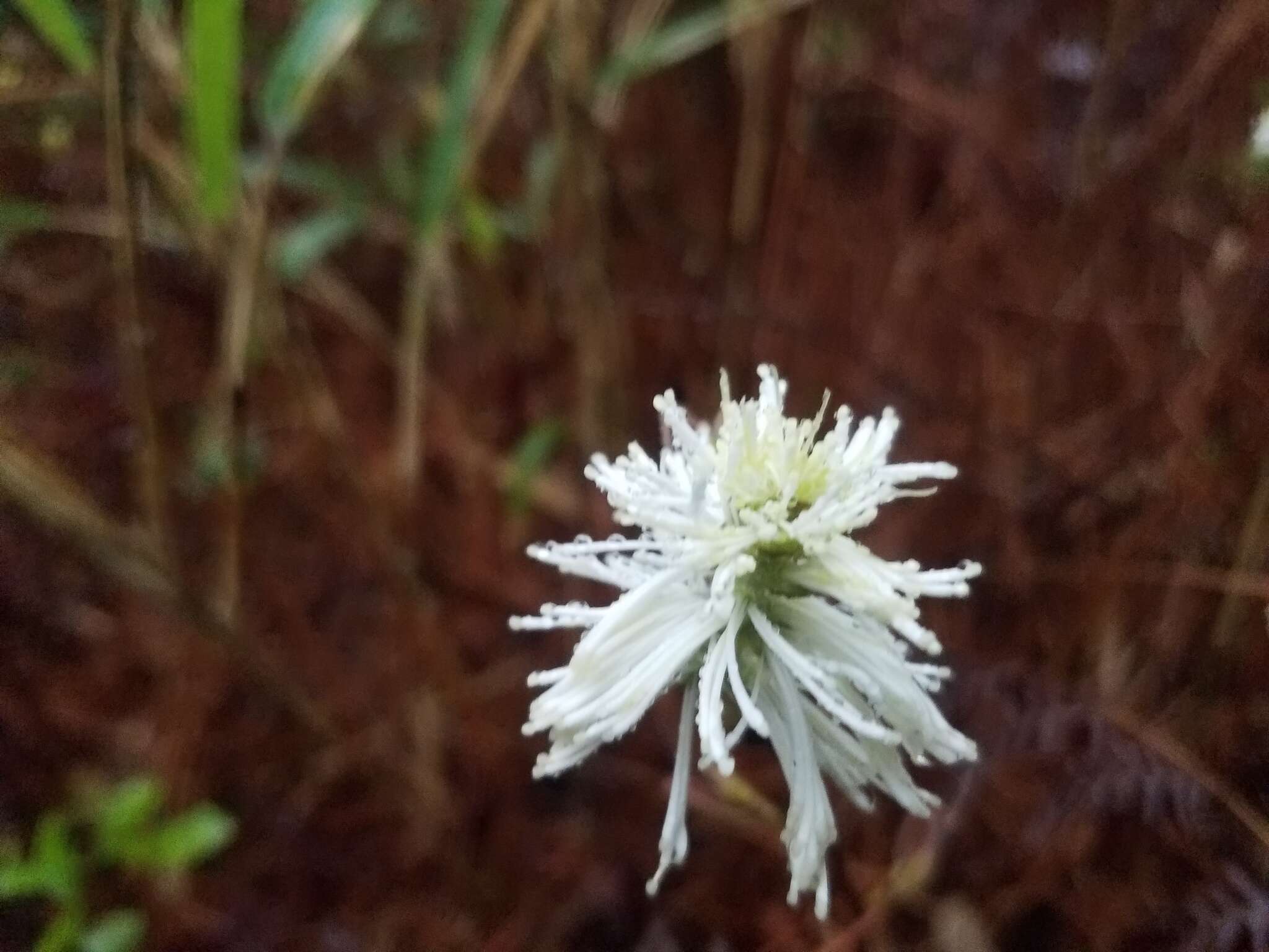 Imagem de Fothergilla gardenii Murr.