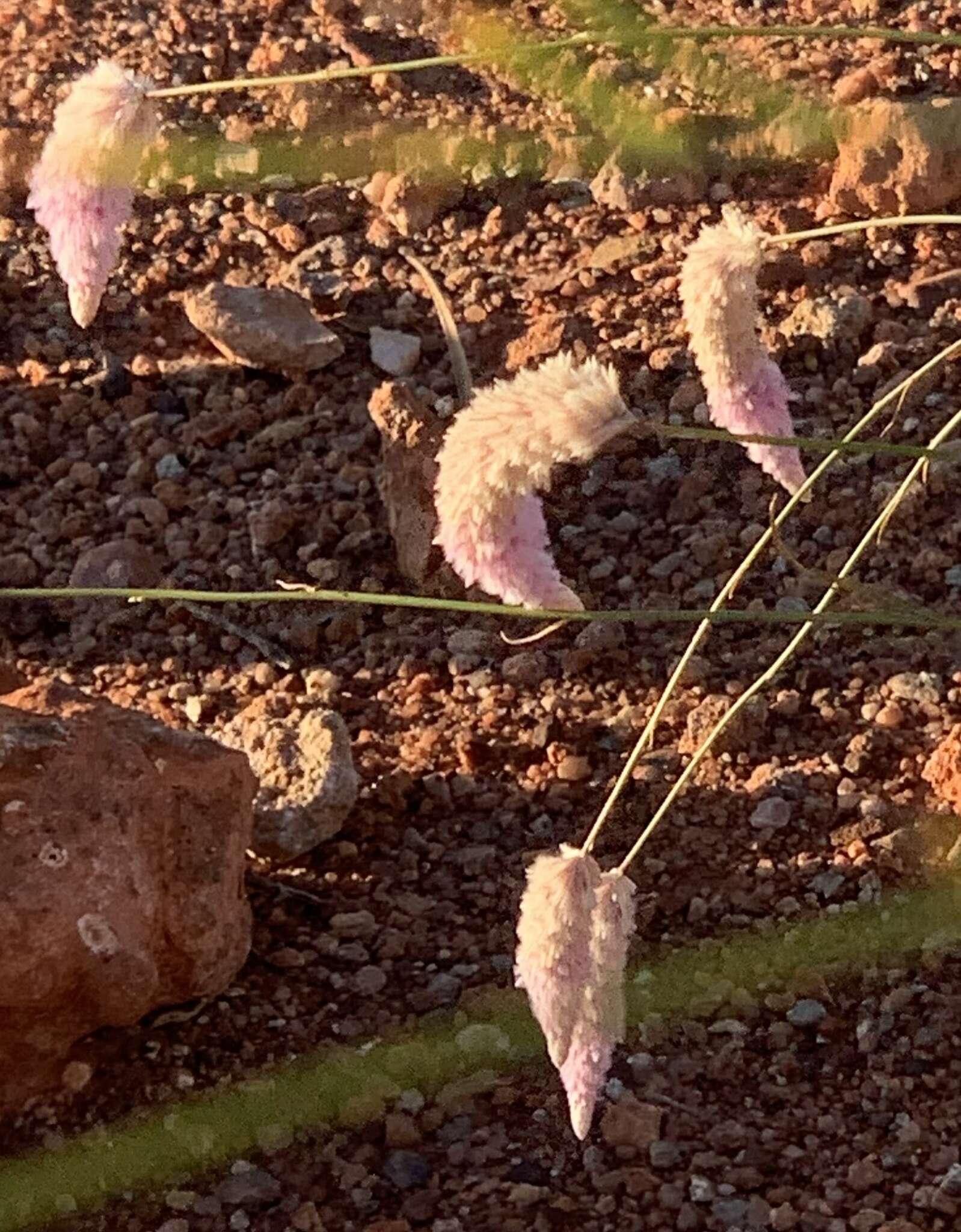 Image of Ptilotus calostachyus F. Müll.