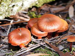 Image of Dermocybe splendida E. Horak 1983