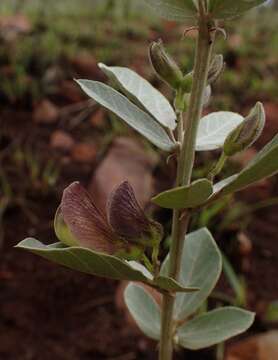 Image of Rhynchosia galpinii Baker fil.