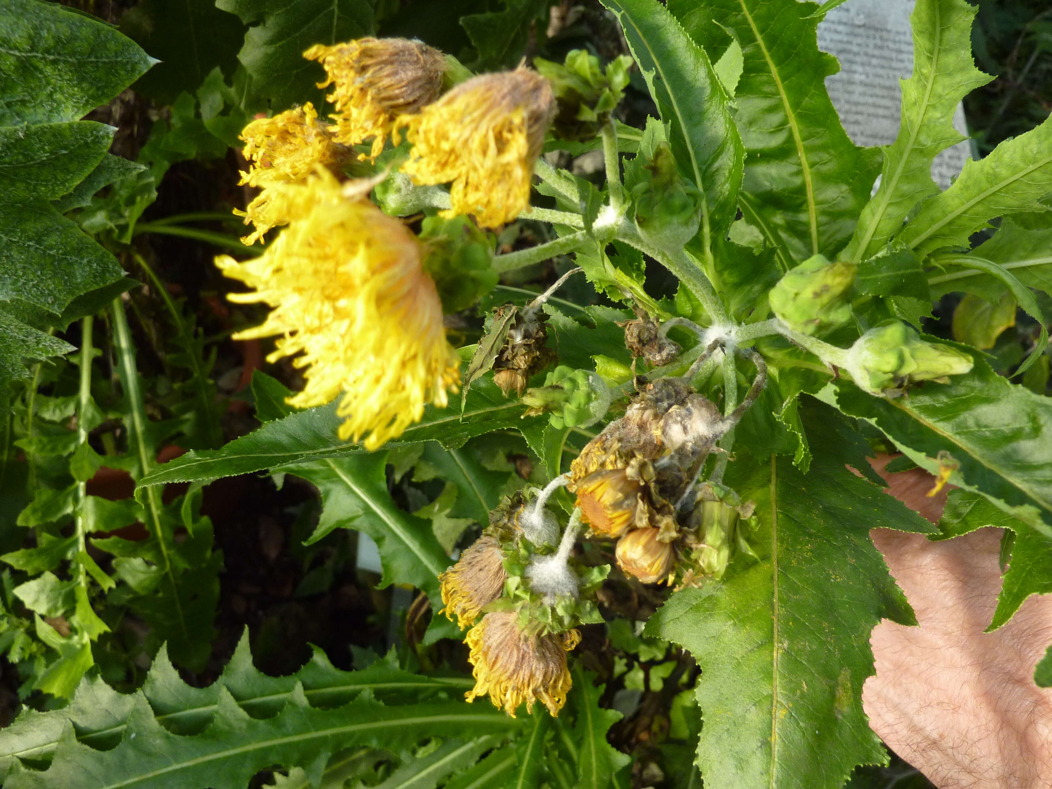 صورة Sonchus congestus Willd.