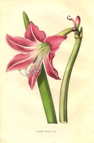 Слика од Hippeastrum reticulatum (L'Hér.) Herb.