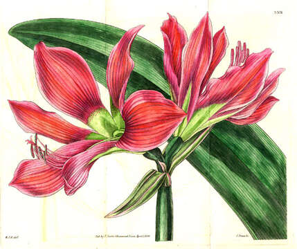 Imagem de Hippeastrum aulicum (Ker Gawl.) Herb.