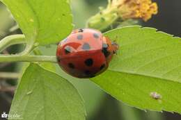 Image of Ladybird beetle