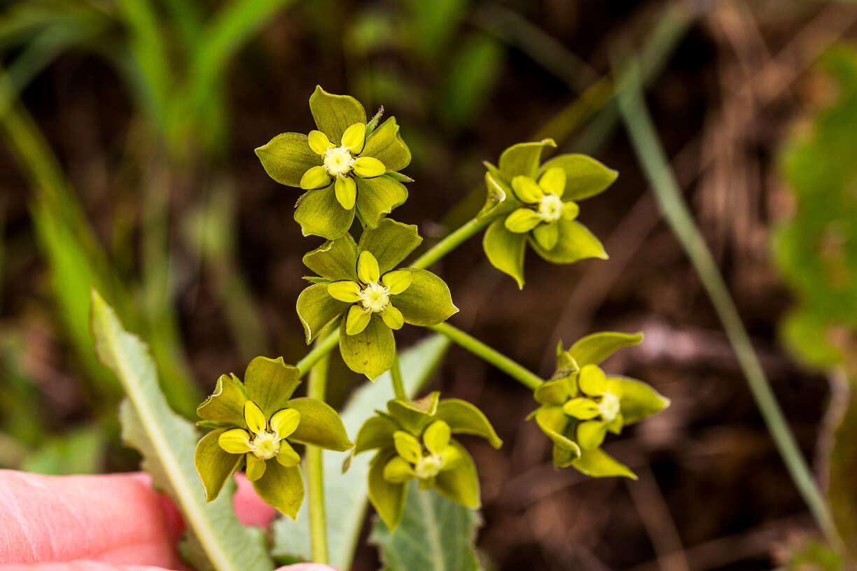 Image of Asclepias dregeana Schltr.