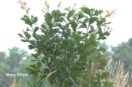 Image of Swamp White Oak