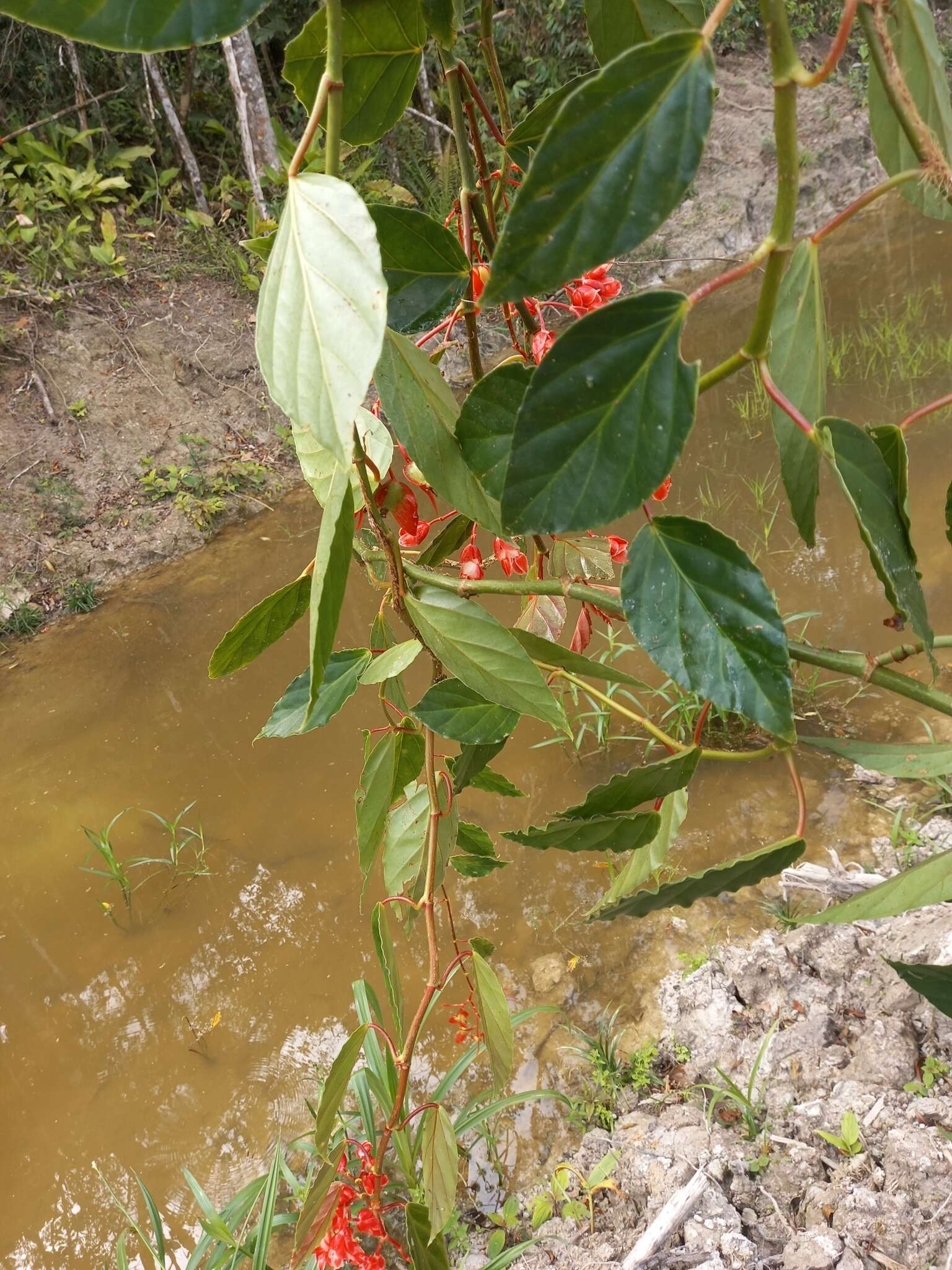 Image of Begonia radicans Vell.