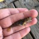 Image of American shadow goby