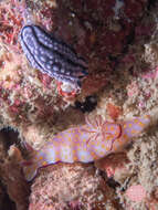 Image of Phyllidiella zeylanica (Kelaart 1859)