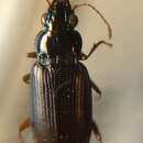 Image of Pogonus (Pogonus) gilvipes Dejean 1828