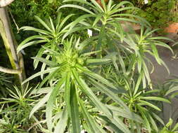 Image of Echium brevirame Sprague & Hutchinson