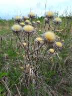 Image of Carlina biebersteinii Bernh. ex Hornem.