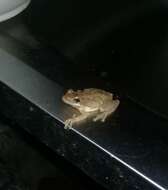 Image of Fowler's snouted tree frog