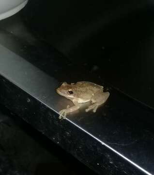 Image of Fowler's snouted tree frog