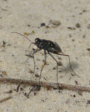 Image of Cicindela (Cicindelidia) abdominalis Fabricius 1801