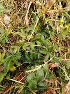 Image de Potentilla gracilis var. fastigiata (Nutt.) S. Wats.