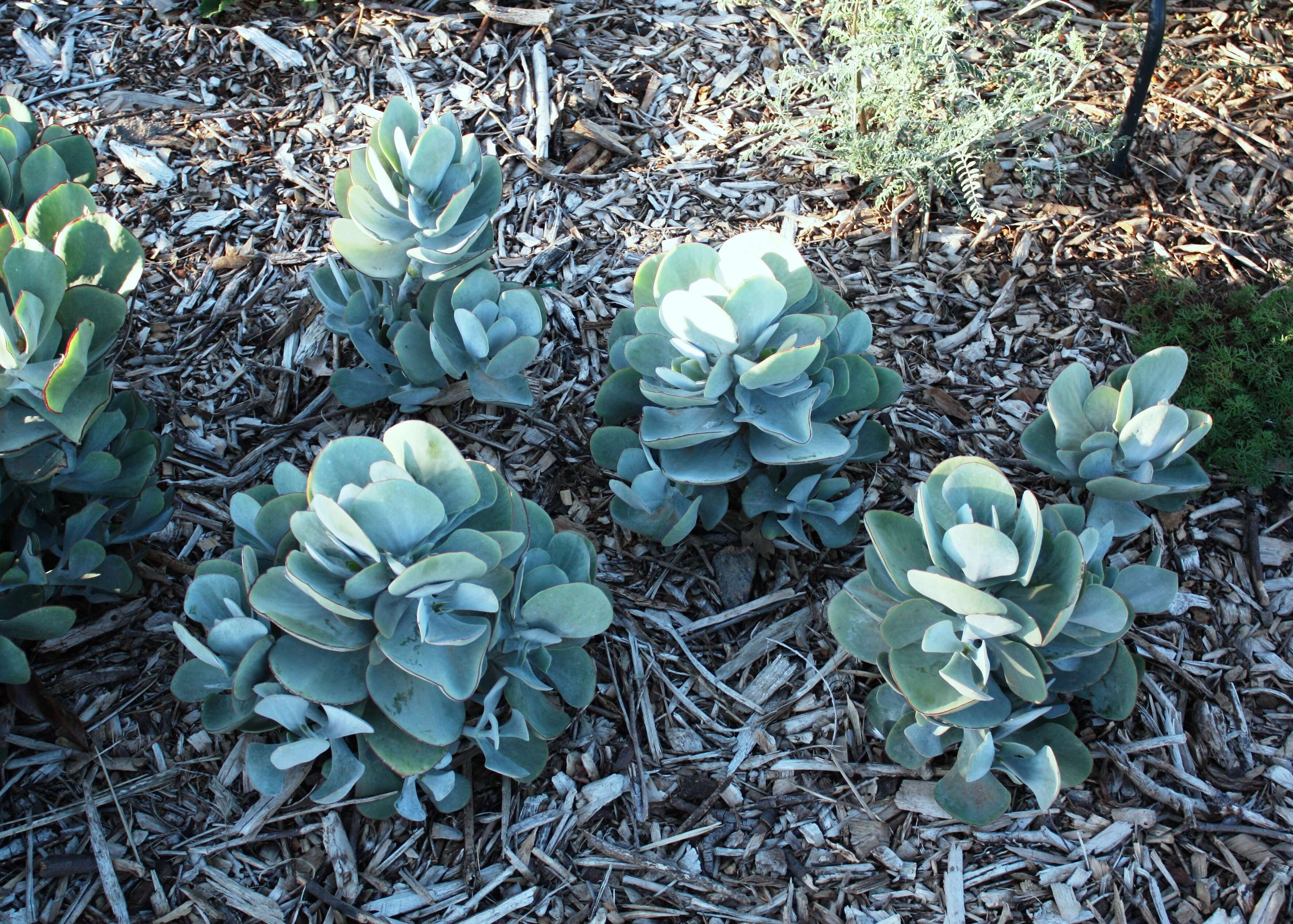 Image of pig's ear