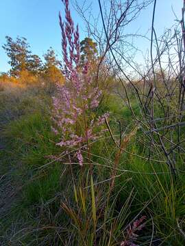 Image of Sorghastrum pellitum (Hack.) Parodi