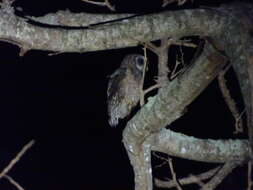 Image of African Wood Owl