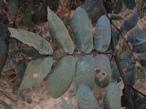 Image of Senna velutina (Vogel) H. S. Irwin & Barneby