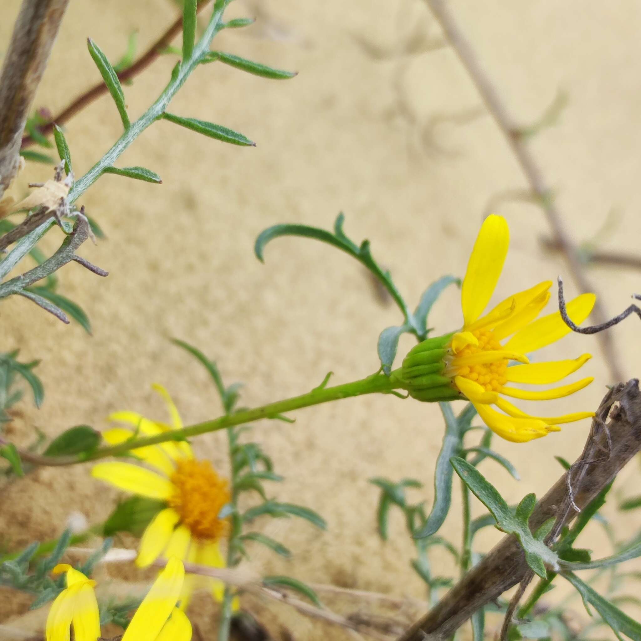 Image de Jacobaea schischkiniana (Sofieva) B. Nord. & Greuter