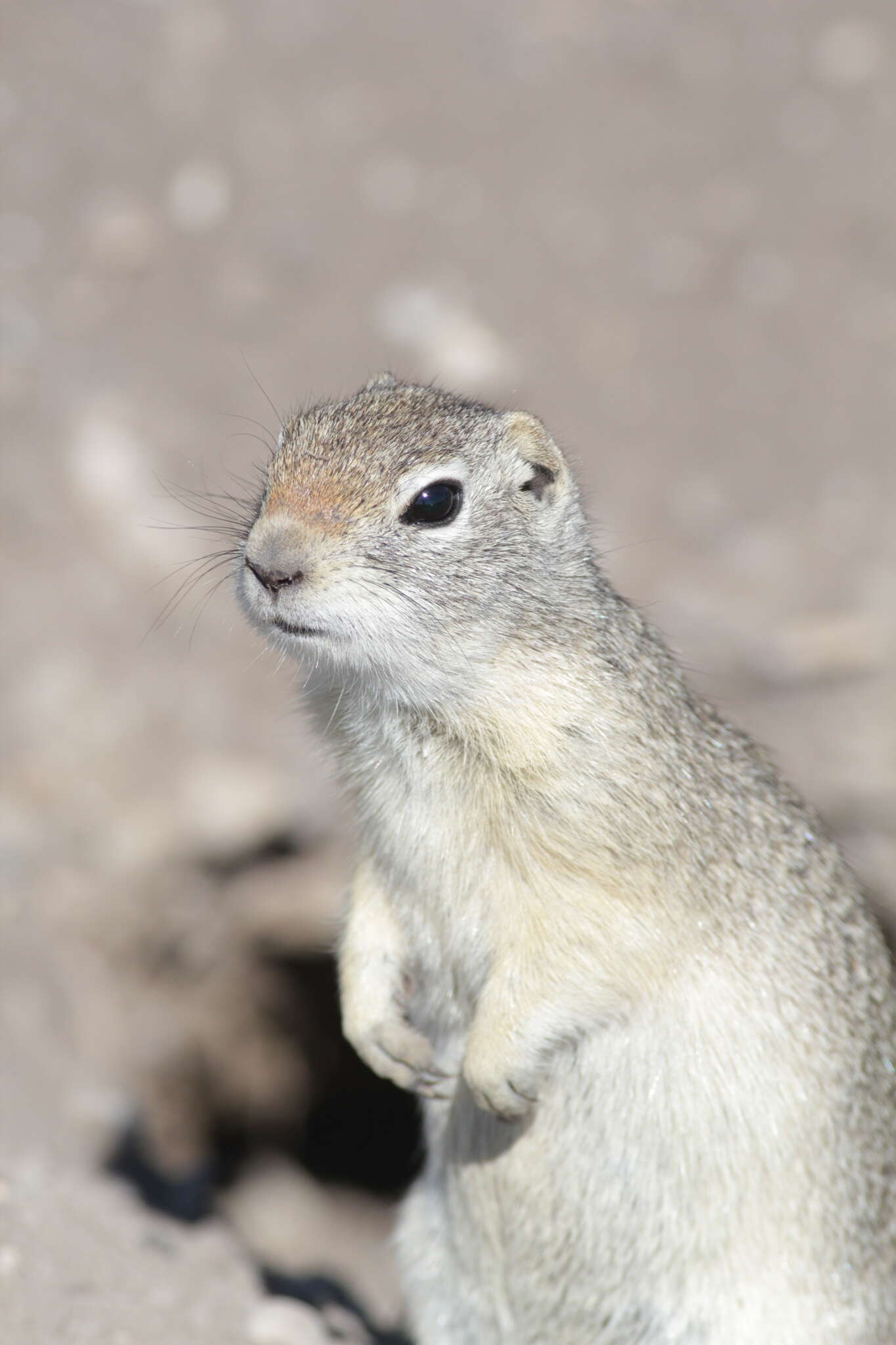 Image of Uinta ground squirrel