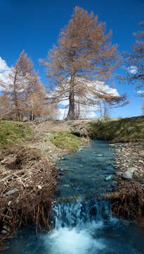 Image of Siberian Larch