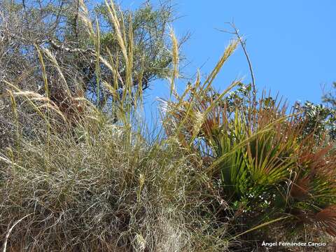 Imagem de Stipa tenacissima L.