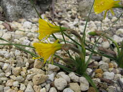 Image of petticoat daffodil