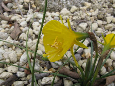 Image of petticoat daffodil