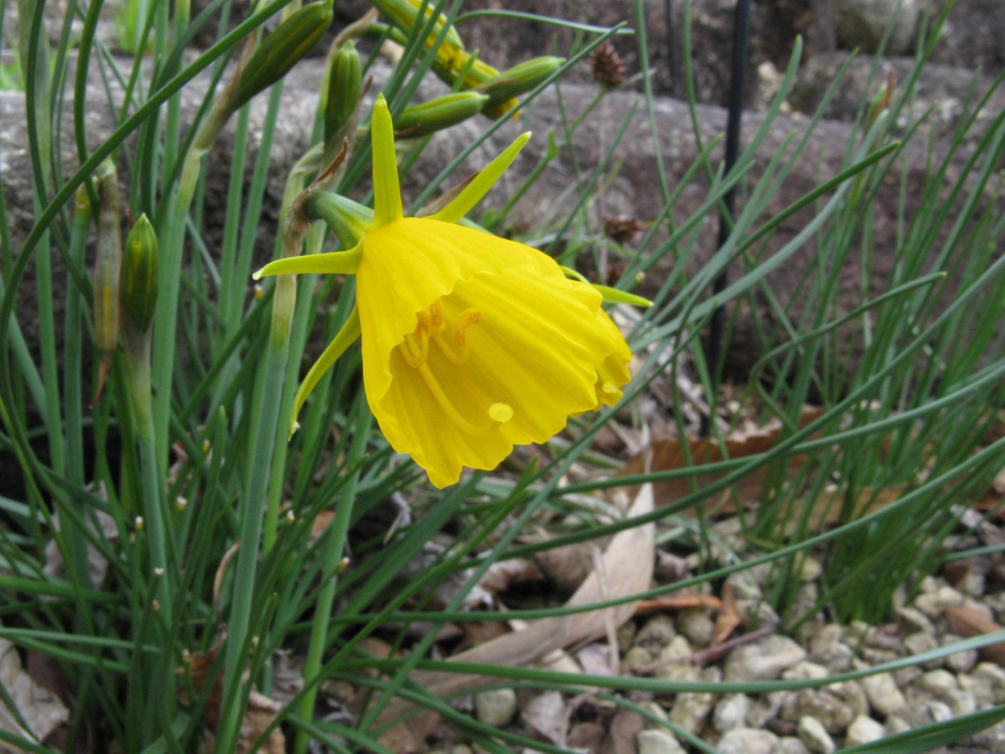 Image of petticoat daffodil