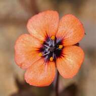 Image of Drosera platystigma Lehm.