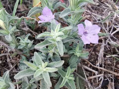 Image of Schied's snakeherb