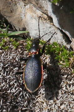 Image of Carabus (Chaetocarabus) arcadicus Gistel 1850