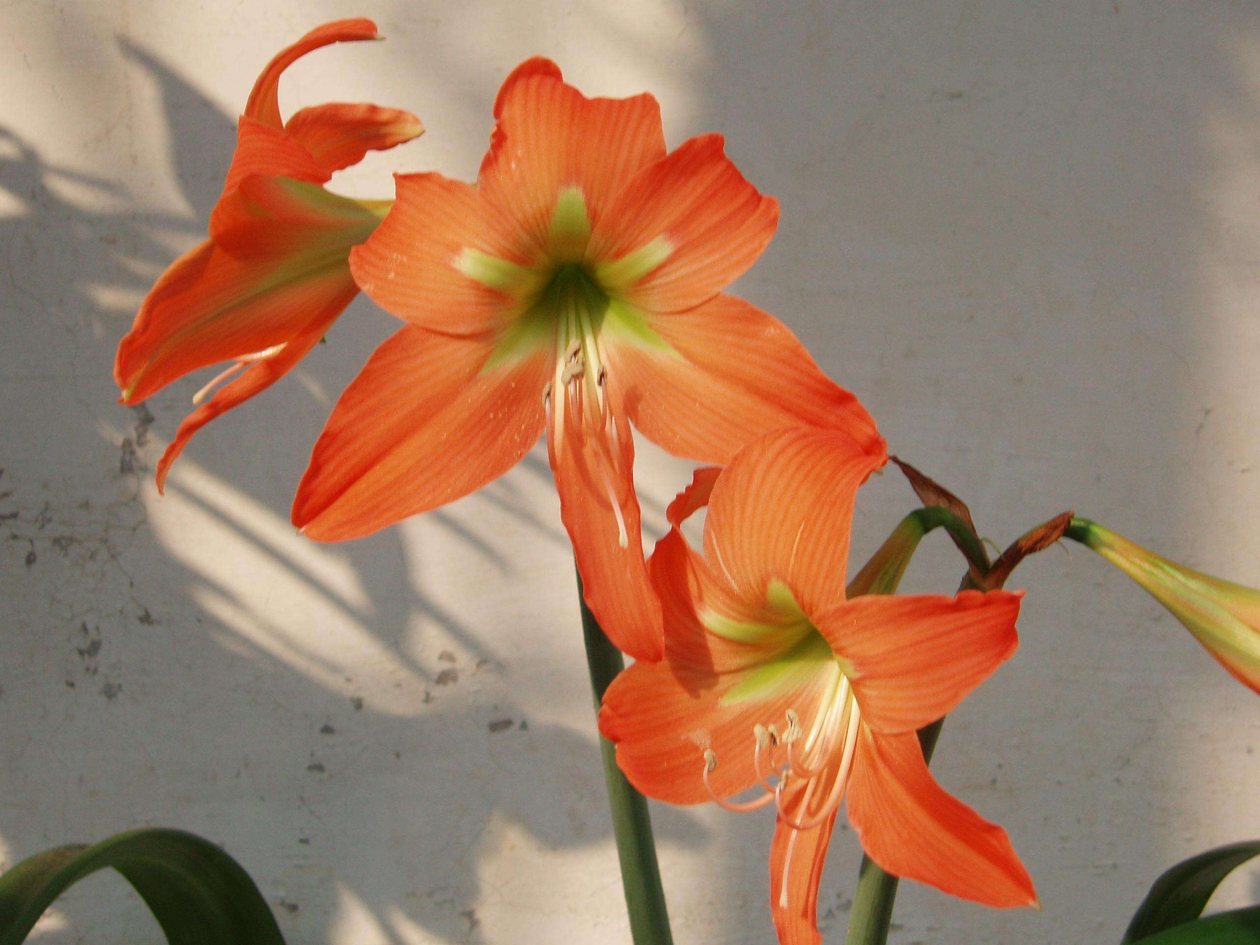 Image of striped Barbados lily