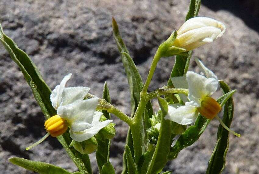 Image of Solanum tripartitum Dun.