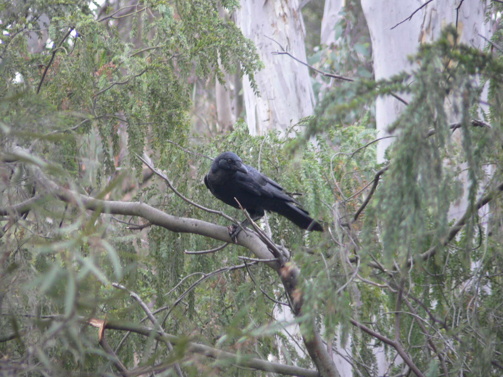 Imagem de Corvus coronoides Vigors & Horsfield 1827