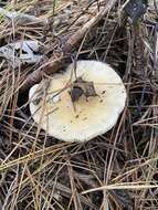 Image of gemmed Amanita