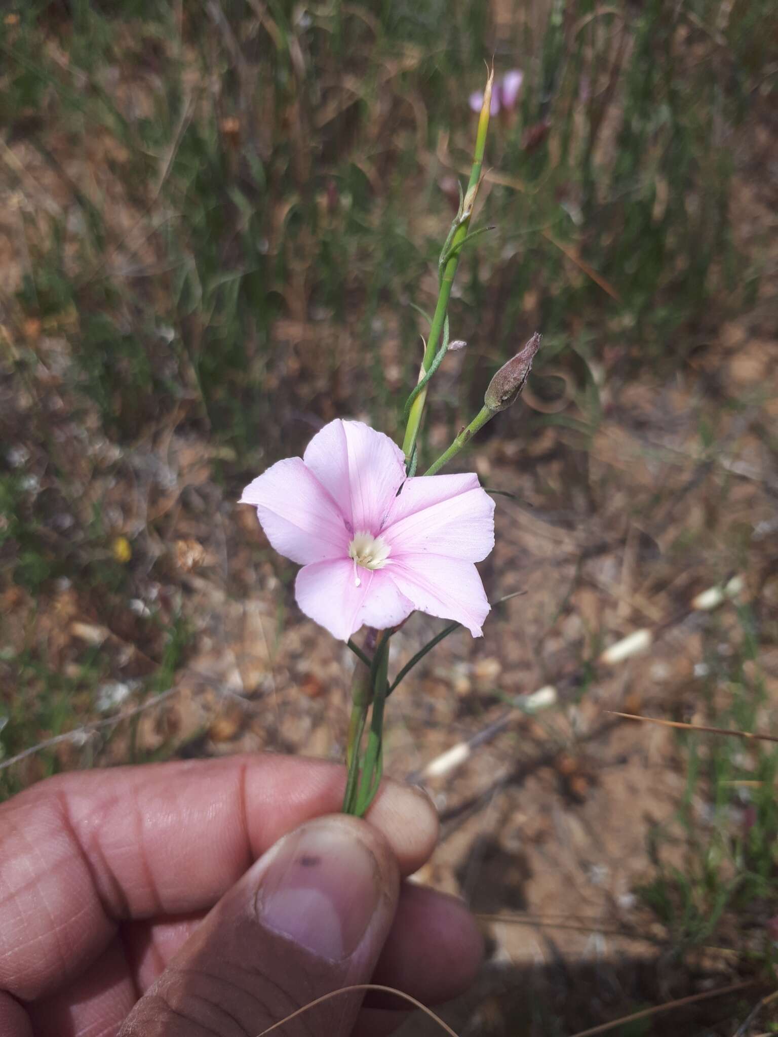 Image of Convolvulus capensis Burm. fil.