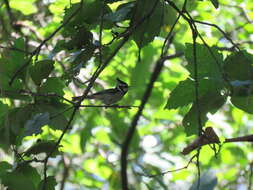 Image de Mésange arlequin