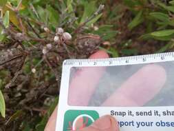 Image of Hakea oleifolia (Sm.) R. Br.