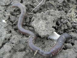 Image of Earthworm