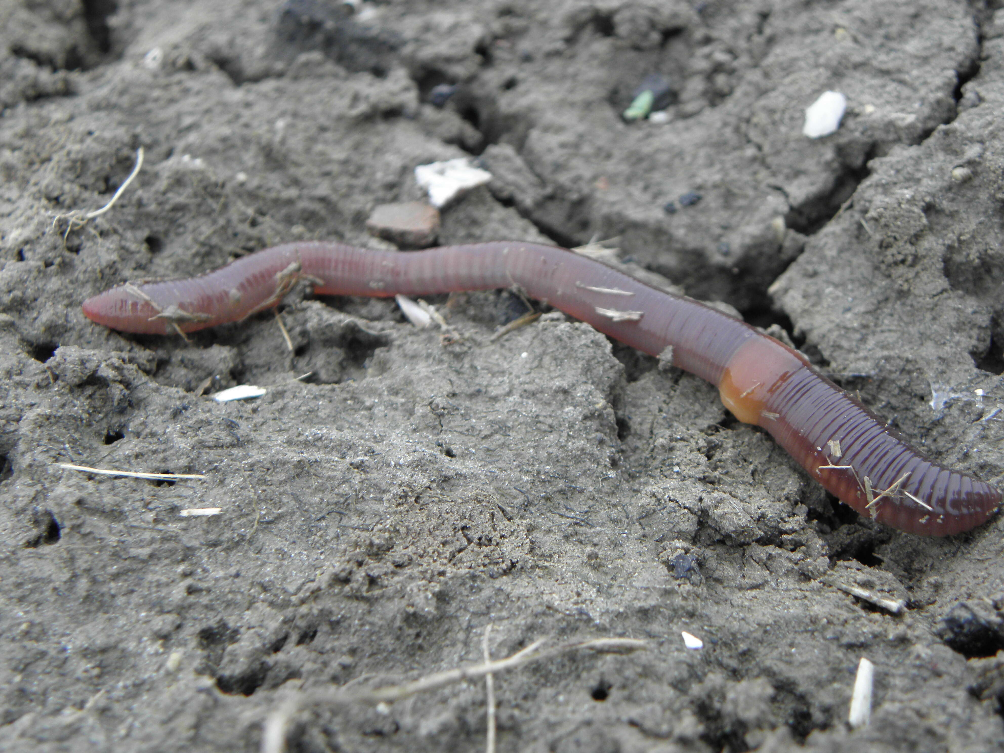 Image of Earthworm