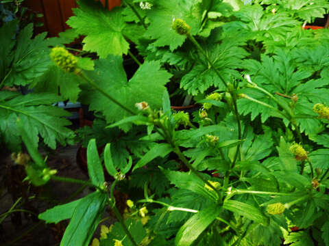 Image of Azores buttercup