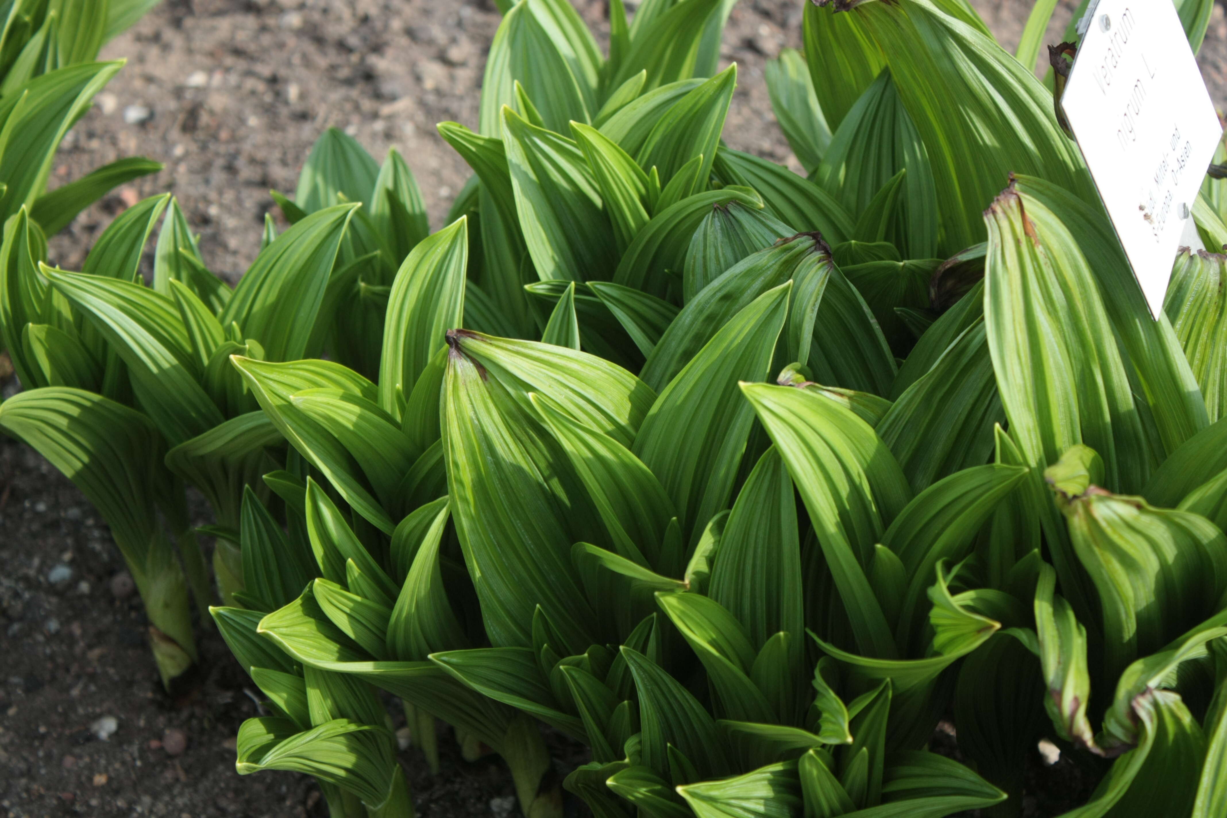 Image of black false hellebore