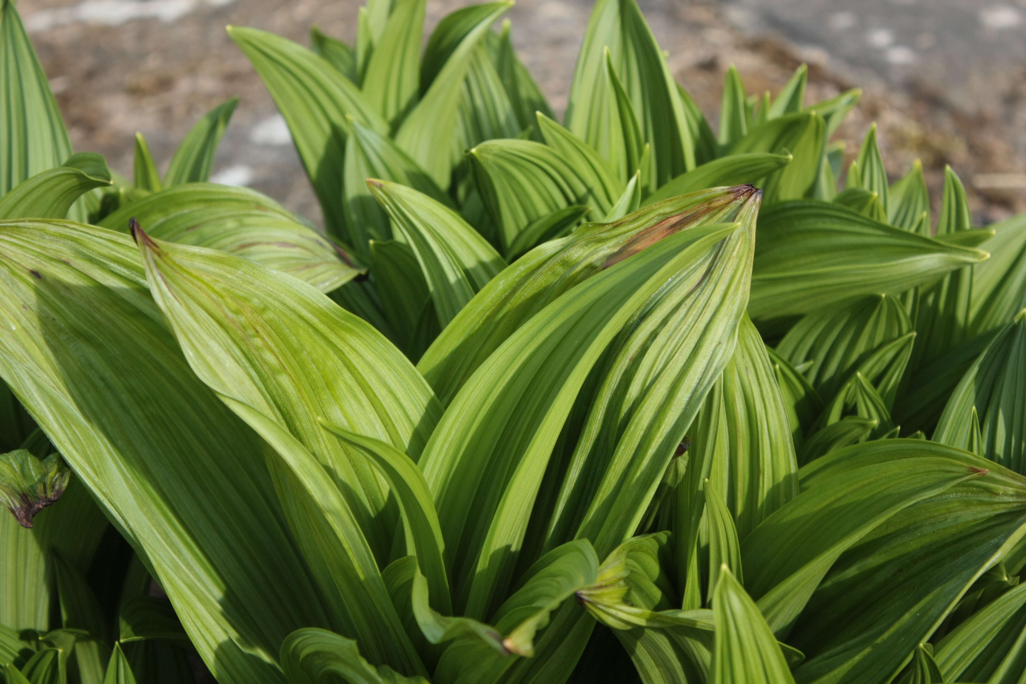 Image of black false hellebore