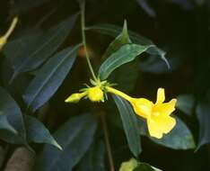 Image of golden trumpet