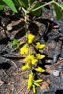 Image de Baptisia cinerea (Raf.) Fernald & B. G. Schub.